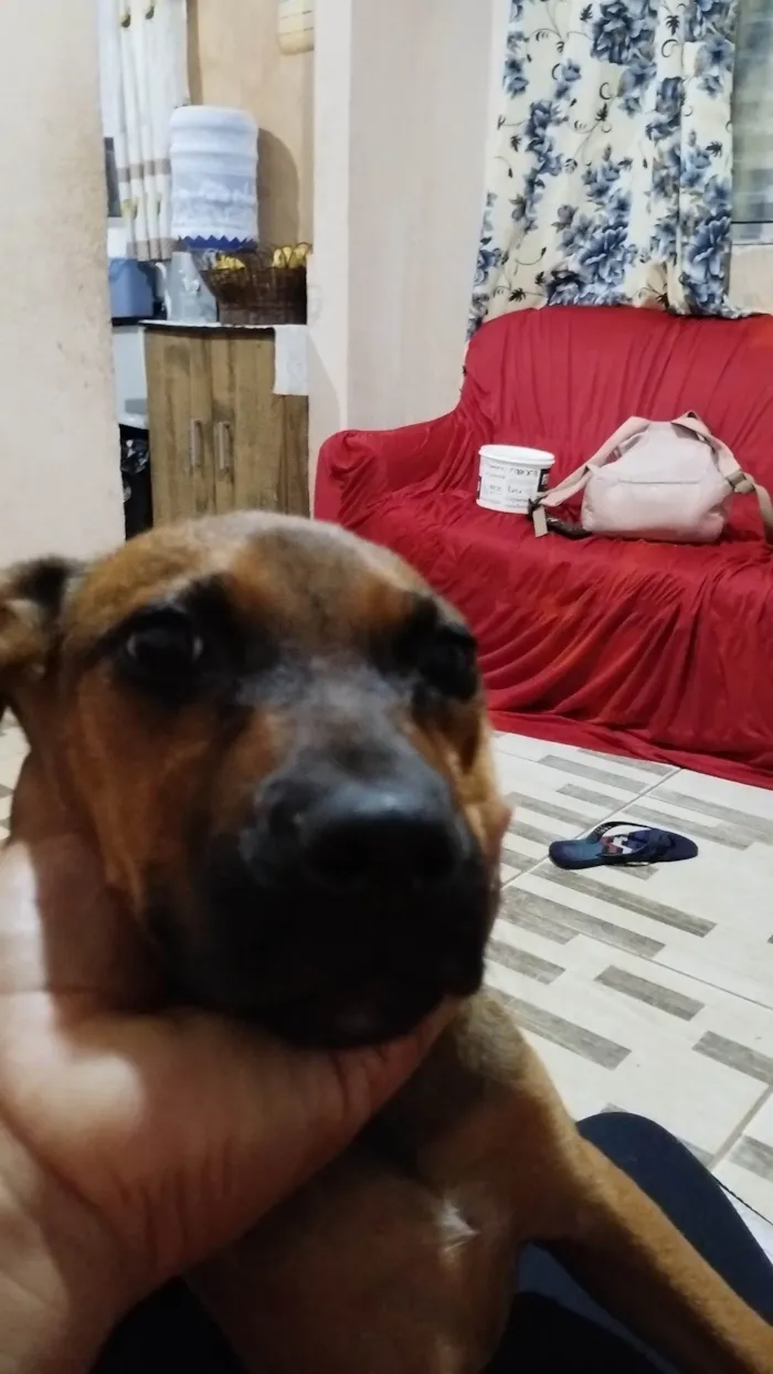 Cachorro ra a Vira-lata idade 2 a 6 meses nome Mel outra não tem nome 