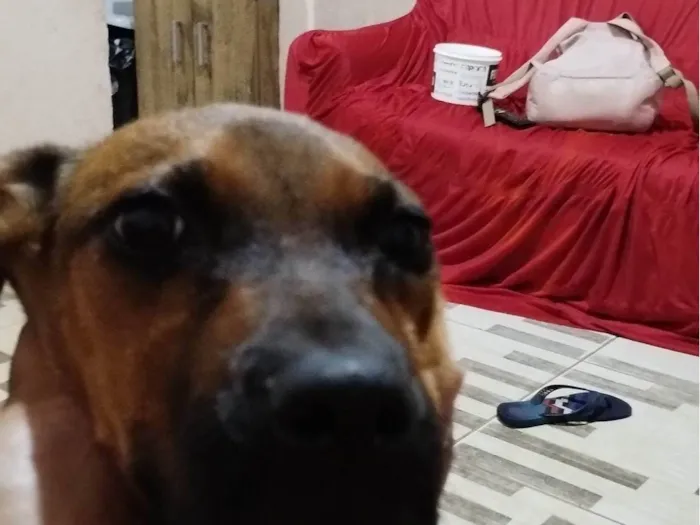 Cachorro ra a Vira-lata idade 2 a 6 meses nome Mel outra não tem nome 