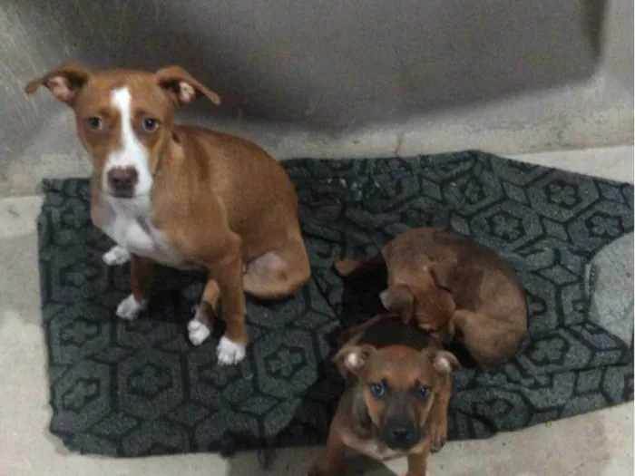 Cachorro ra a Vira-lata idade 2 a 6 meses nome Mel outra não tem nome 