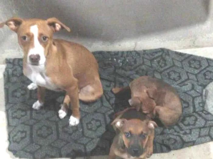 Cachorro ra a Vira-lata idade 2 a 6 meses nome Mel outra não tem nome 