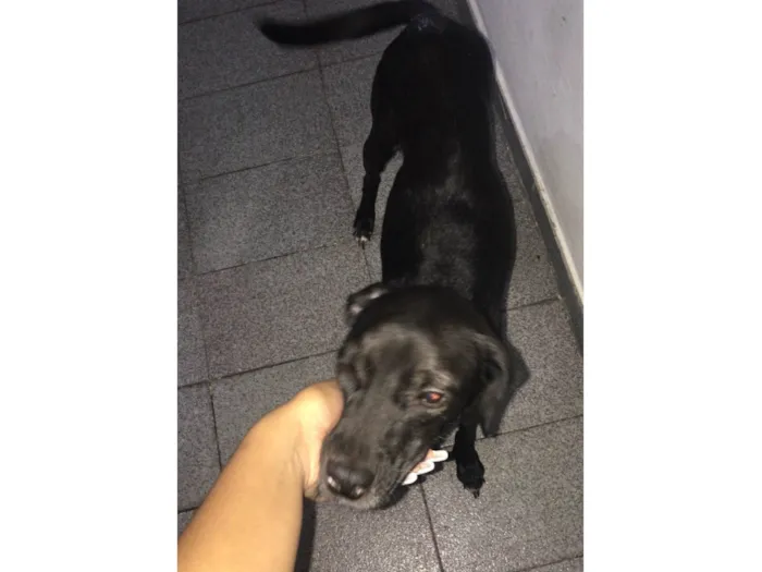 Cachorro ra a SRD-ViraLata idade 2 anos nome Pérola 