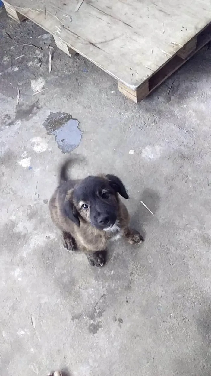 Cachorro raça SRD-ViraLata idade 2 a 6 meses nome Bubby porteP 