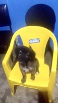 Cachorro raça SRD-ViraLata idade 2 a 6 meses nome Bubby porteP 