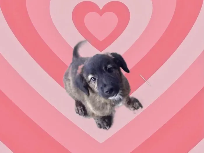 Cachorro raça SRD-ViraLata idade 2 a 6 meses nome Bubby porteP 