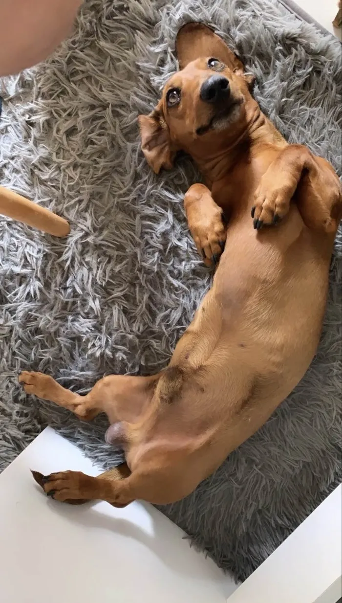 Cachorro ra a Basset-Cofap idade 3 anos nome Jake
