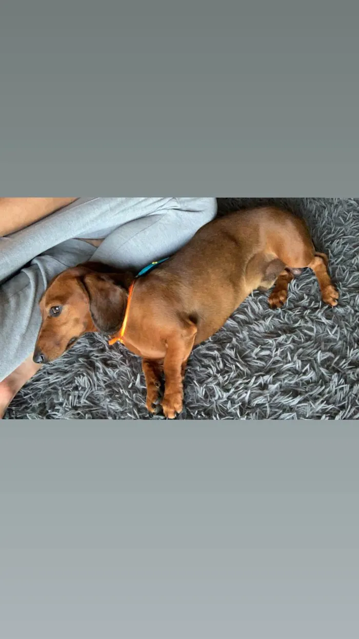 Cachorro ra a Basset-Cofap idade 3 anos nome Jake