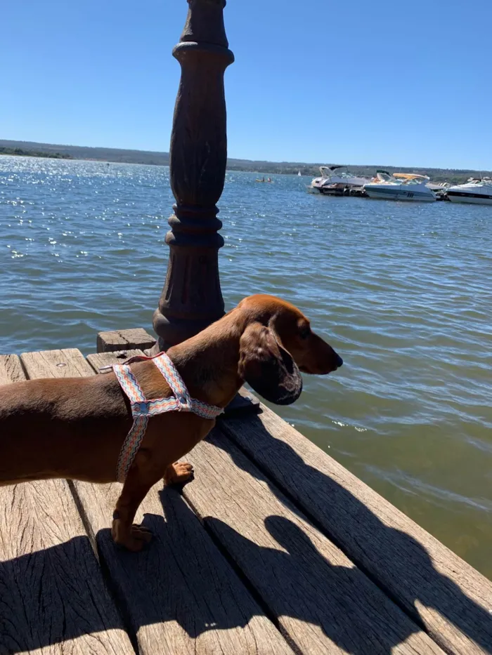 Cachorro ra a Basset-Cofap idade 3 anos nome Jake