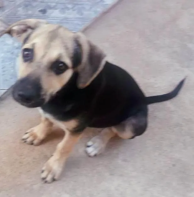 Cachorro ra a SRD-ViraLata idade 2 a 6 meses nome GRACE