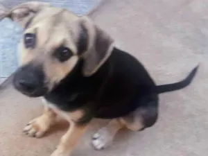 Cachorro raça SRD-ViraLata idade 2 a 6 meses nome GRACE