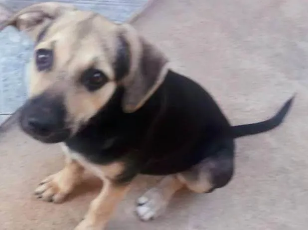 Cachorro ra a SRD-ViraLata idade 2 a 6 meses nome GRACE