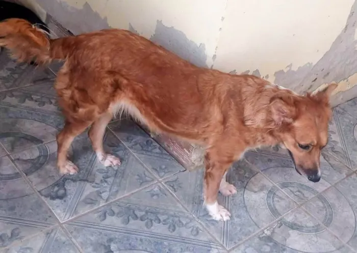 Cachorro ra a SRD-ViraLata idade 1 ano nome Menina