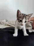 Gato raça SRD-ViraLata idade 2 a 6 meses nome Sophie bb2meses Linda 