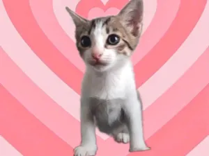 Gato raça SRD-ViraLata idade 2 a 6 meses nome Sophie bb2meses Linda 
