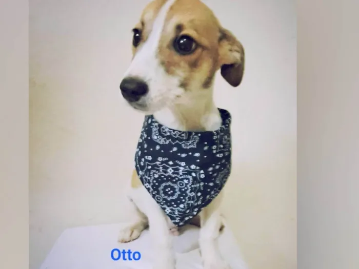 Cachorro raça SRD-ViraLata idade 2 a 6 meses nome Filhotes