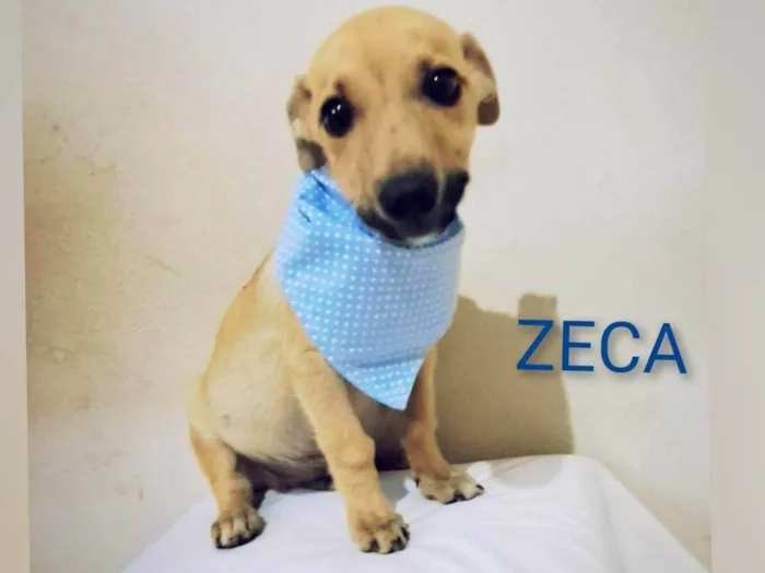 Cachorro raça SRD-ViraLata idade 2 a 6 meses nome Filhotes