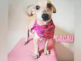 Cachorro raça SRD-ViraLata idade 2 a 6 meses nome Filhotes