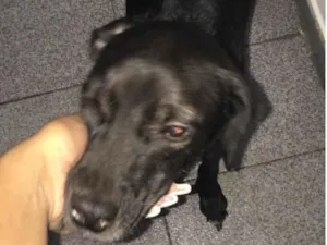 Cachorro raça SRD-ViraLata idade 2 anos nome Pérola 