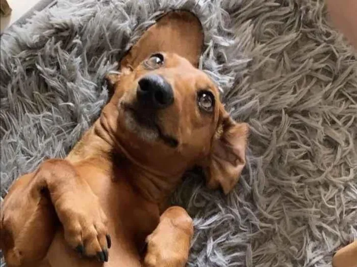 Cachorro ra a Basset-Cofap idade 3 anos nome Jake