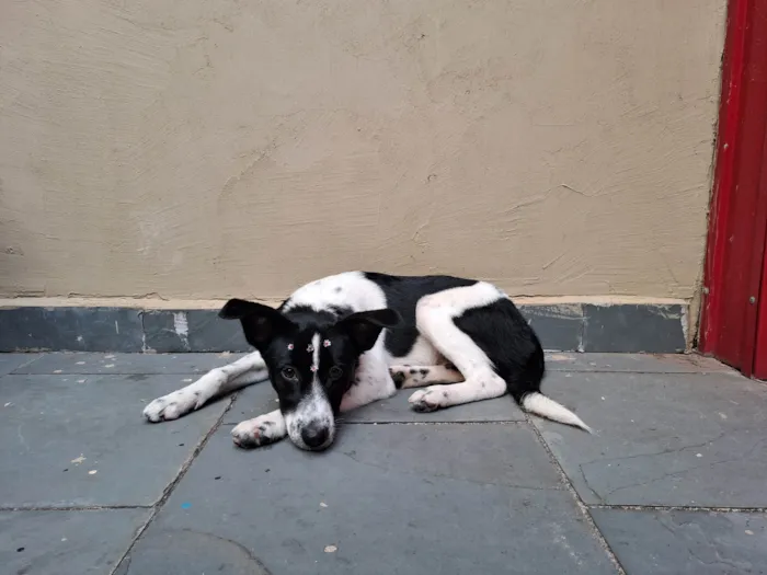 Cachorro ra a SRD-ViraLata idade 7 a 11 meses nome Gal 