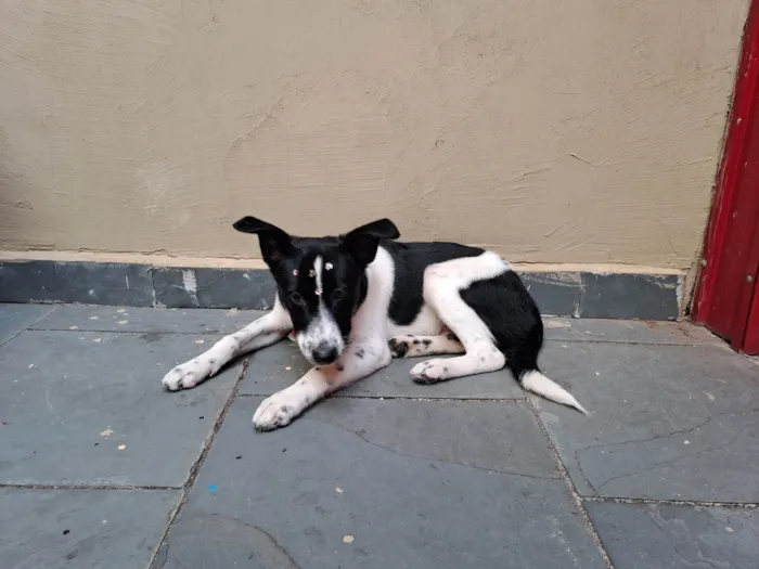 Cachorro ra a SRD-ViraLata idade 7 a 11 meses nome Gal 
