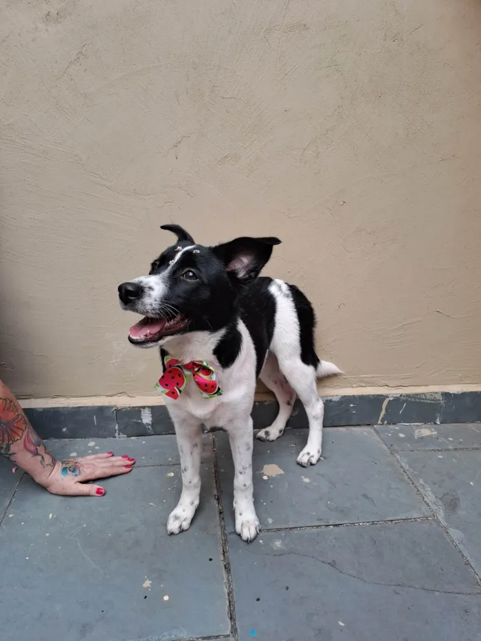 Cachorro ra a SRD-ViraLata idade 7 a 11 meses nome Gal 