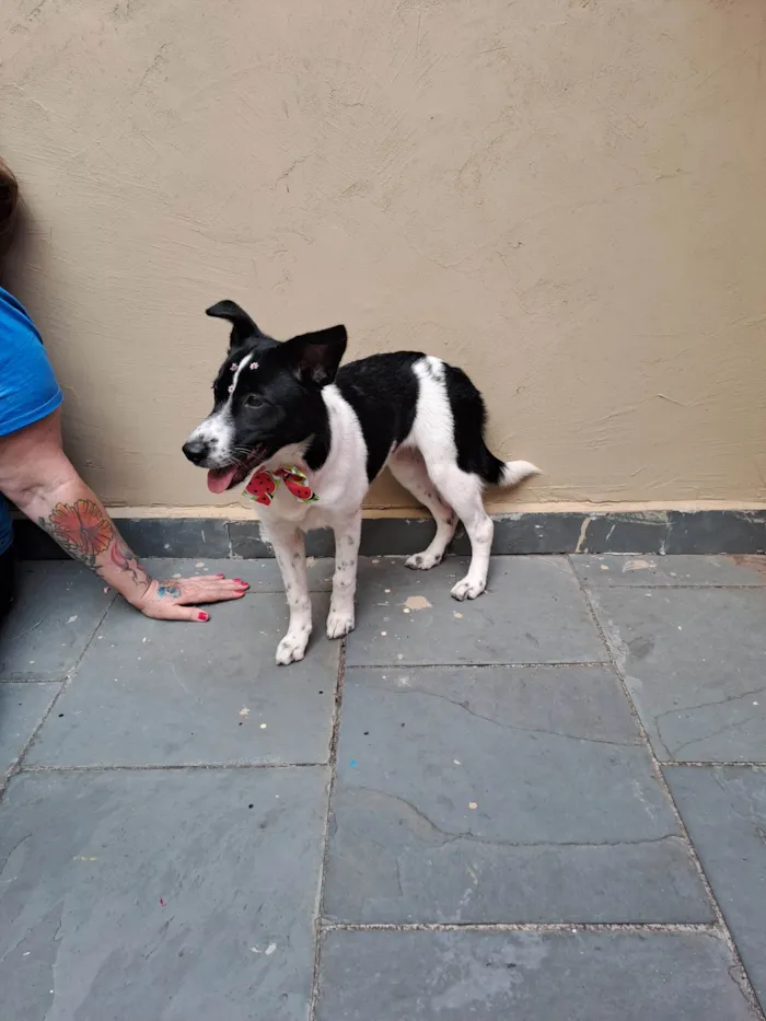 Cachorro ra a SRD-ViraLata idade 7 a 11 meses nome Gal 
