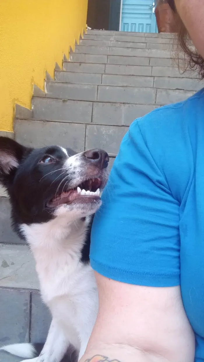 Cachorro ra a SRD-ViraLata idade 7 a 11 meses nome Gal 