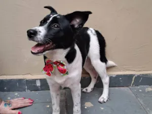 Cachorro raça SRD-ViraLata idade 7 a 11 meses nome Gal 