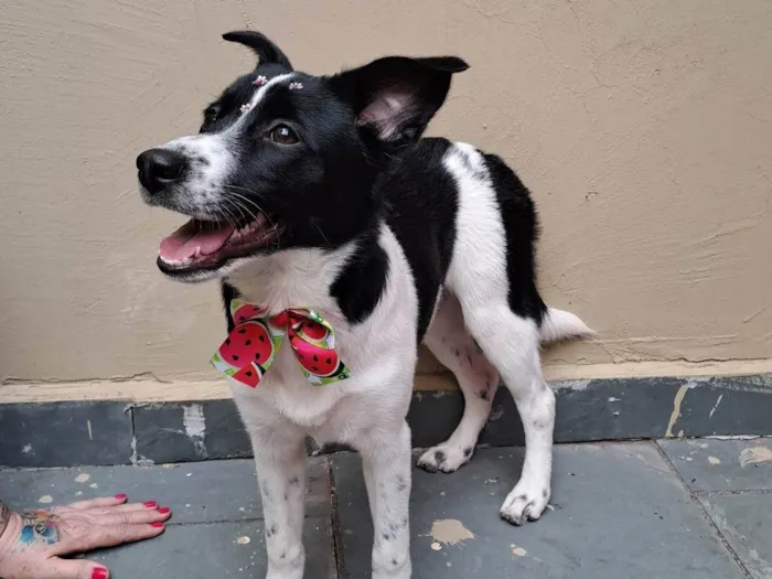 Cachorro ra a SRD-ViraLata idade 7 a 11 meses nome Gal 