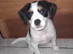 Cachorro raça SRD-ViraLata idade Abaixo de 2 meses nome Amora
