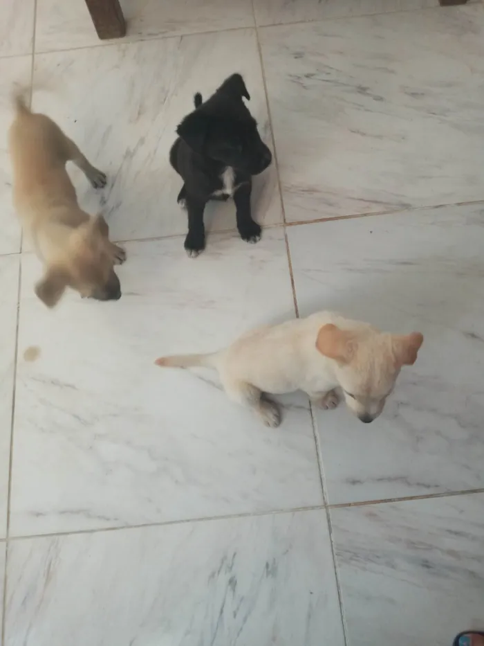 Cachorro ra a  idade Abaixo de 2 meses nome Lupinha