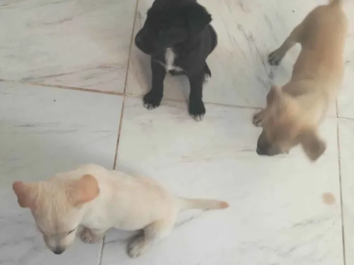 Cachorro ra a  idade Abaixo de 2 meses nome Lupinha