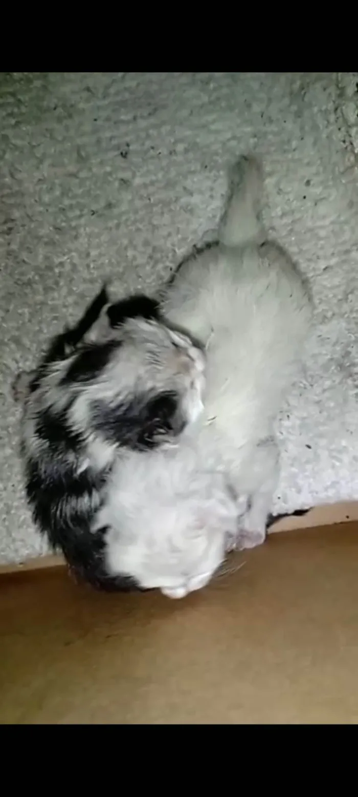 Gato ra a SRD-ViraLata idade Abaixo de 2 meses nome S/ nome