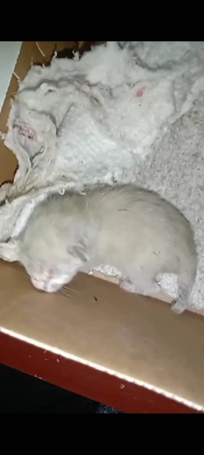 Gato ra a SRD-ViraLata idade Abaixo de 2 meses nome S/ nome