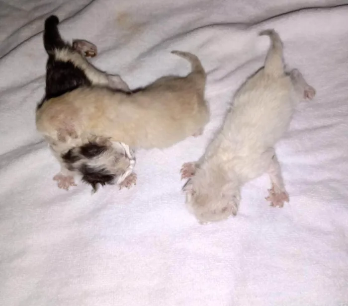 Gato ra a SRD-ViraLata idade Abaixo de 2 meses nome S/ nome