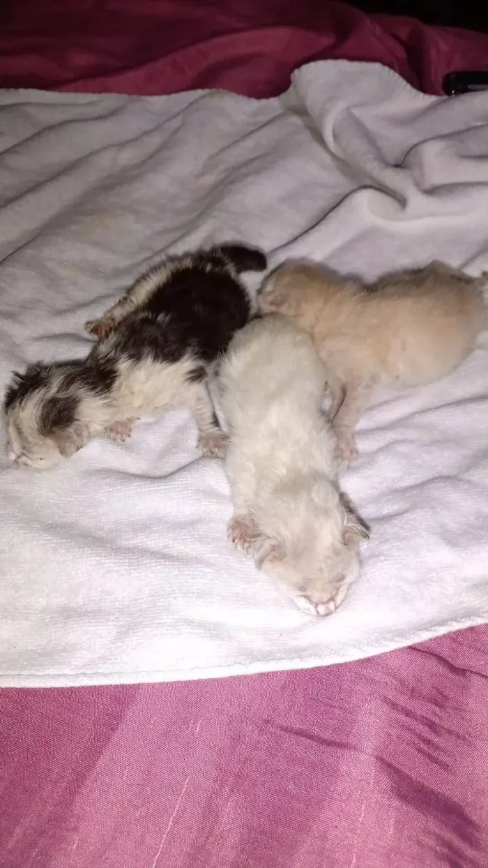 Gato ra a SRD-ViraLata idade Abaixo de 2 meses nome S/ nome