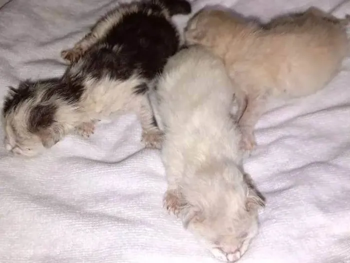 Gato ra a SRD-ViraLata idade Abaixo de 2 meses nome S/ nome