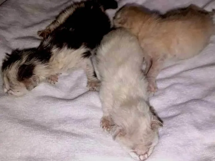 Gato ra a SRD-ViraLata idade Abaixo de 2 meses nome S/ nome
