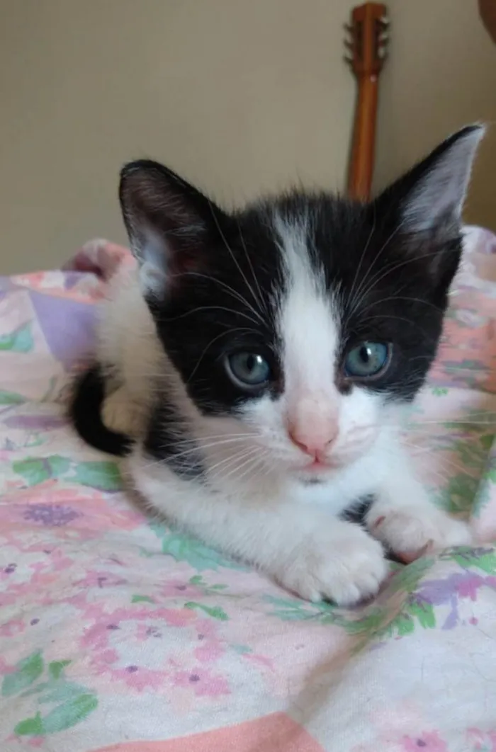 Gato ra a  idade Abaixo de 2 meses nome Filhote de gato