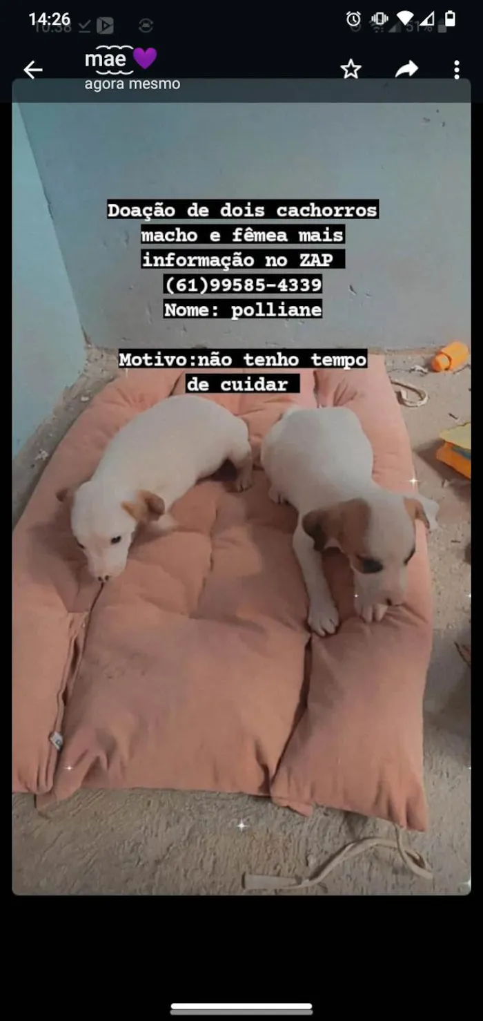 Cachorro ra a Jack Russel  idade Abaixo de 2 meses nome Nicole e nick