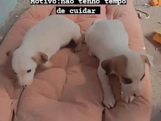 Cachorro ra a Jack Russel  idade Abaixo de 2 meses nome Nicole e nick