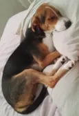 Rambo