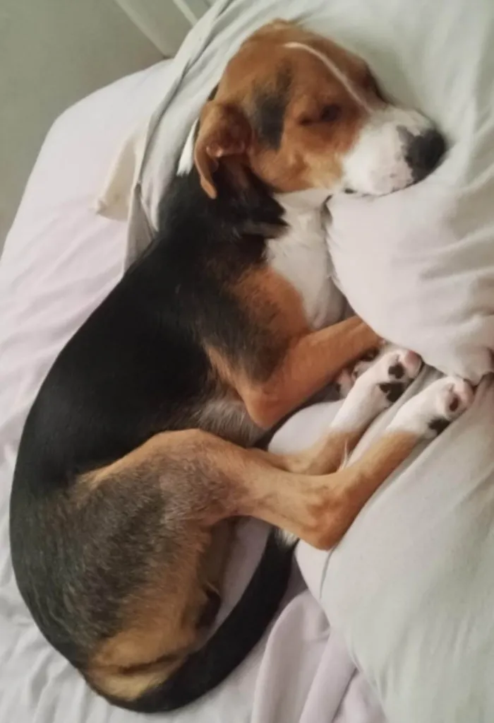 Cachorro ra a SRD-ViraLata idade 7 a 11 meses nome Rambo