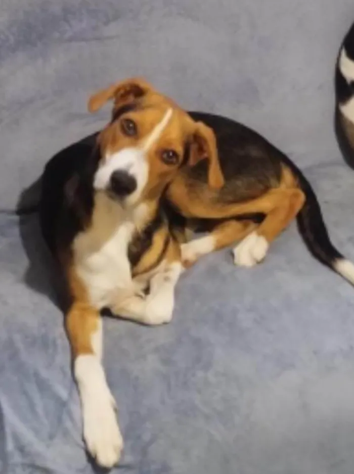 Cachorro ra a SRD-ViraLata idade 7 a 11 meses nome Rambo