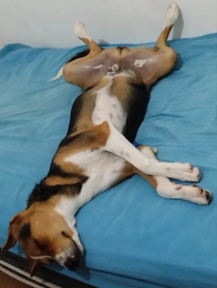Cachorro ra a SRD-ViraLata idade 7 a 11 meses nome Rambo
