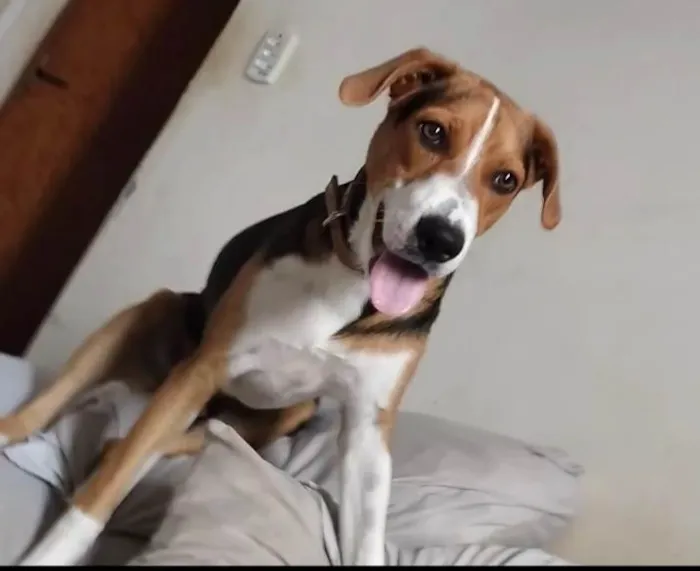 Cachorro ra a SRD-ViraLata idade 7 a 11 meses nome Rambo