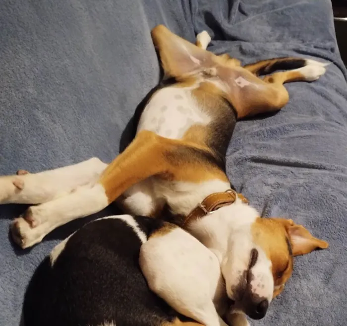 Cachorro ra a SRD-ViraLata idade 7 a 11 meses nome Rambo