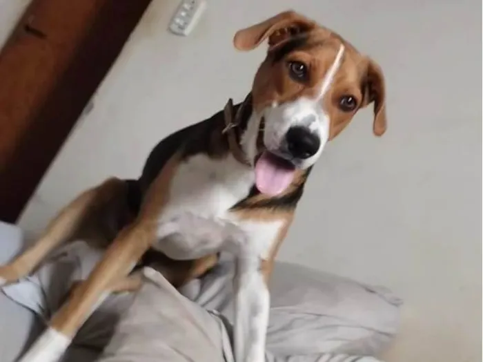 Cachorro ra a SRD-ViraLata idade 7 a 11 meses nome Rambo