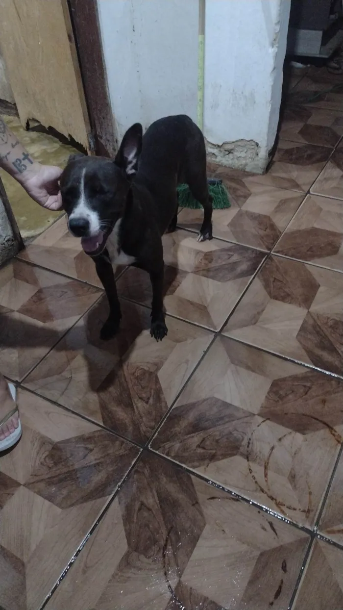 Cachorro ra a Husky + Pit Bull  idade 2 anos nome Shuri 