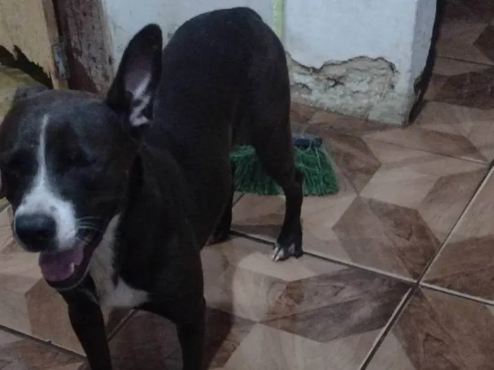 Cachorro ra a Husky + Pit Bull  idade 2 anos nome Shuri 